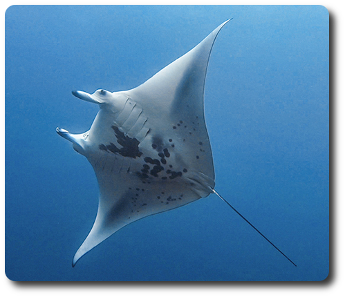 manta